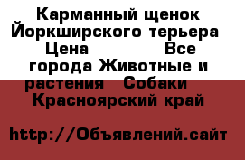 Карманный щенок Йоркширского терьера › Цена ­ 30 000 - Все города Животные и растения » Собаки   . Красноярский край